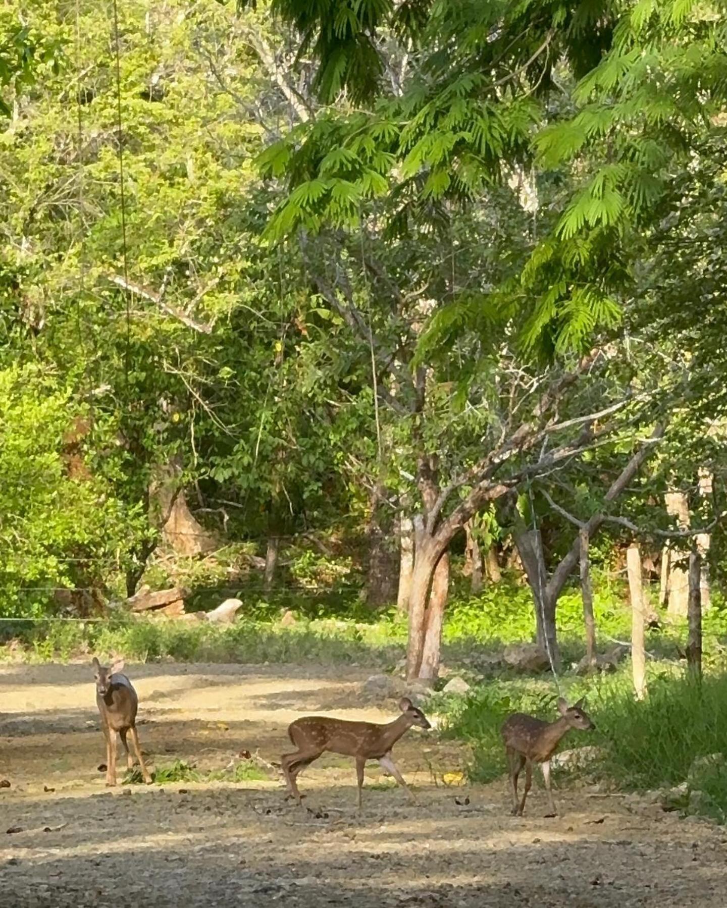 Cabuya Deer House Cabuyaアパートメント エクステリア 写真